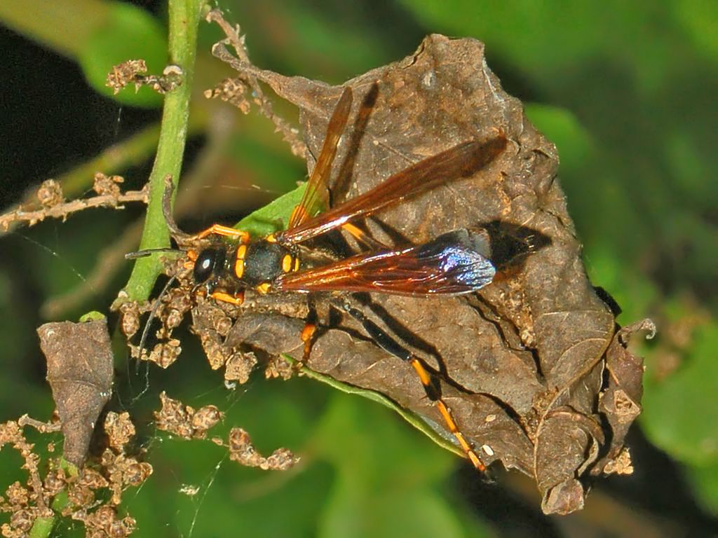 Una grossa vespa: Sceliphron caementarium